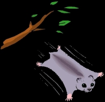 missing: ../jpgs/2-images-print-cd-drawing/FLYING SQUIRREL.jpg